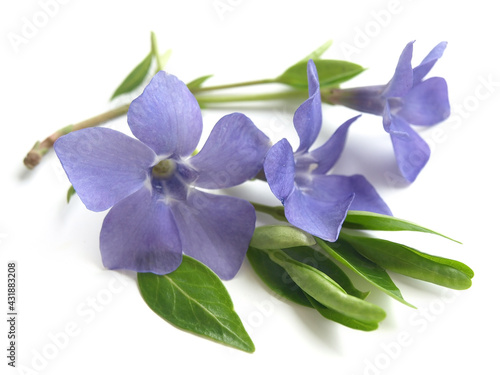 Vinca minor (Vinca minor) isolated