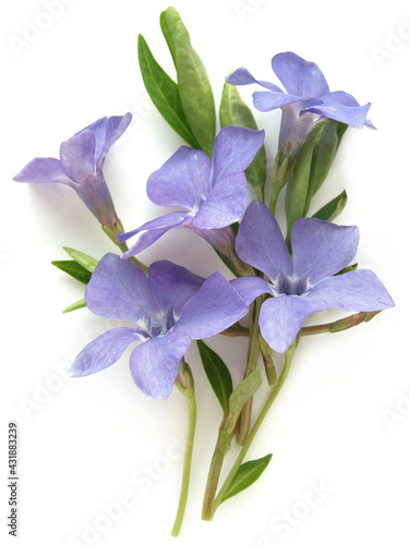Vinca minor (Vinca minor) isolated
