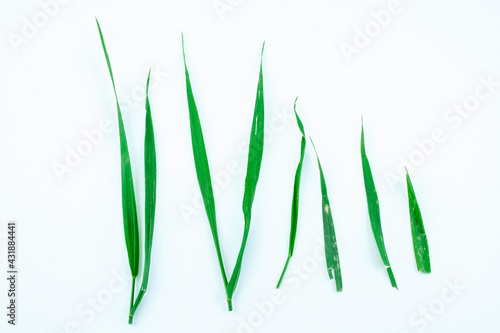 Green grass leaves, isolated natural object, design element, nature plant, spring herb