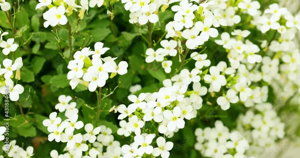 white flowers sway in the wind. spring flowers Slow motion white flowers sway in the wind. spring flowers Slow motion