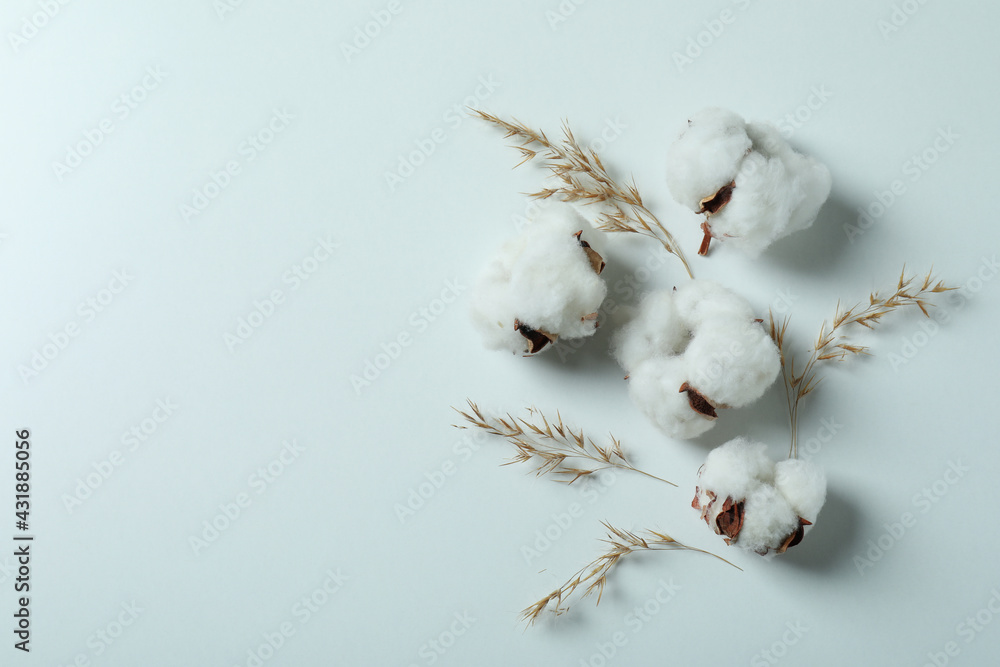 Cotton plant flowers on white background, space for text