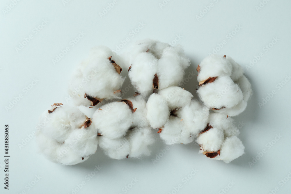 Cotton plant flowers on white background, close up Cotton plant flowers on white background, close up