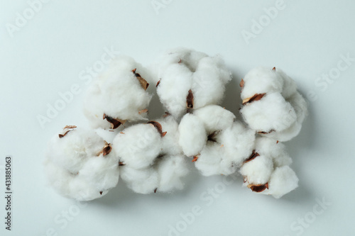 Cotton plant flowers on white background, close up