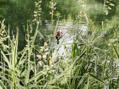 summer duck swims in the river