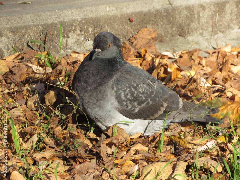 Fototapeta premium pigeons in the park