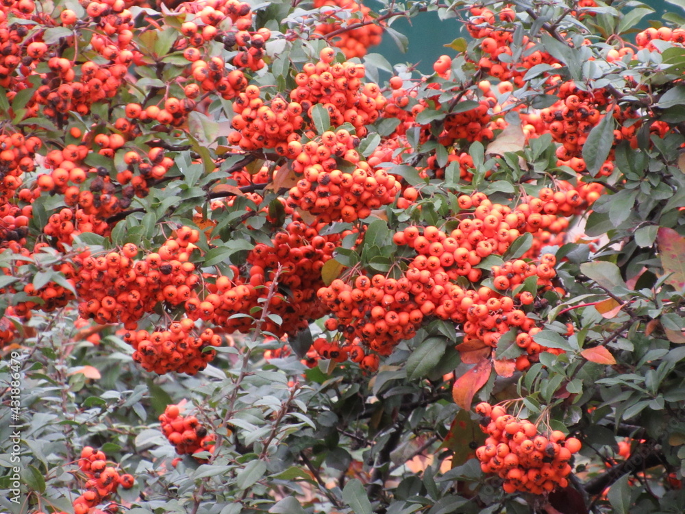 red owan bush red owan bush