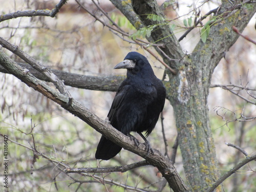 crow on a tree