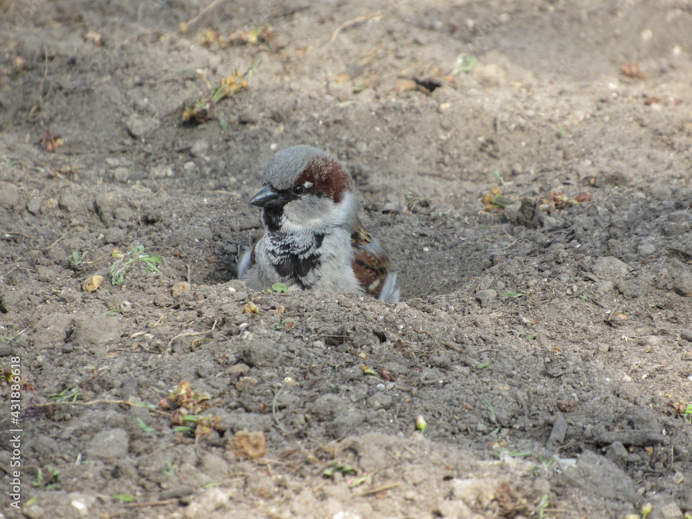 Fototapeta premium Sparrow on the sand