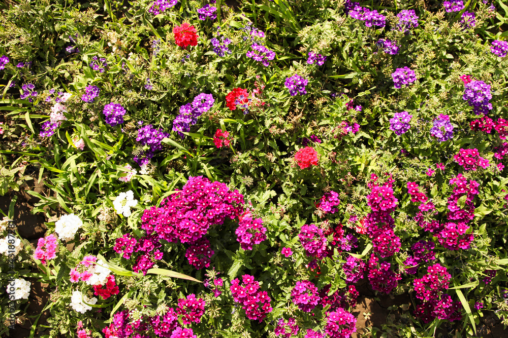 Garden colorful flowers on a flowerbed