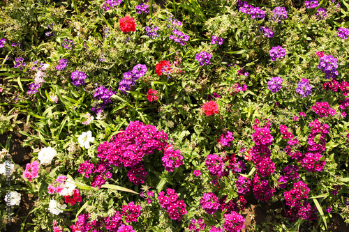 Fototapeta Naklejka Na Ścianę i Meble -  Garden colorful flowers on a flowerbed