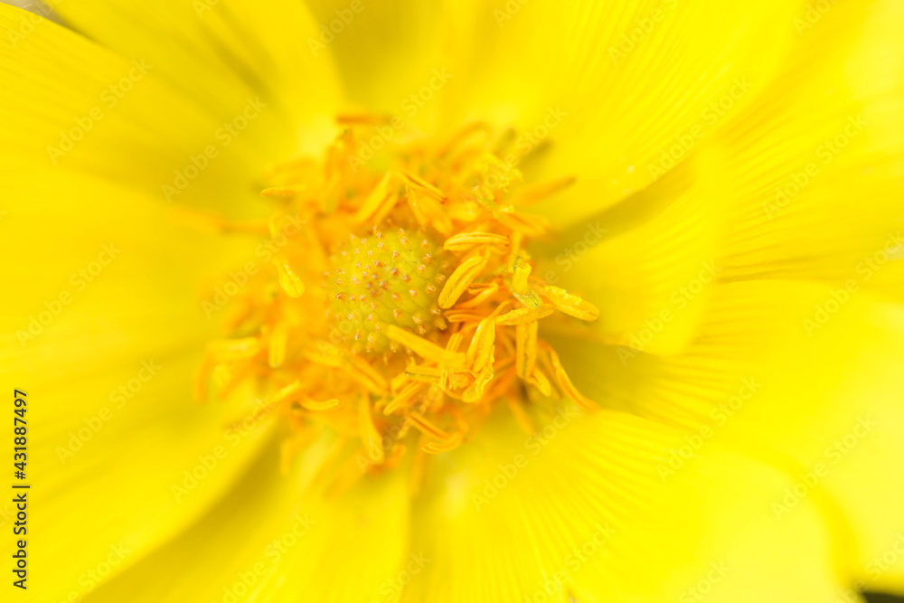 Yellow adonis flower