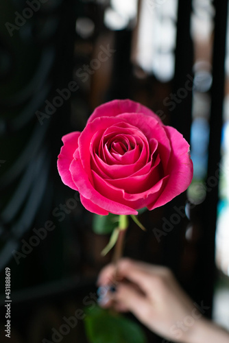 rose, pink floyd rose, white avalange rose