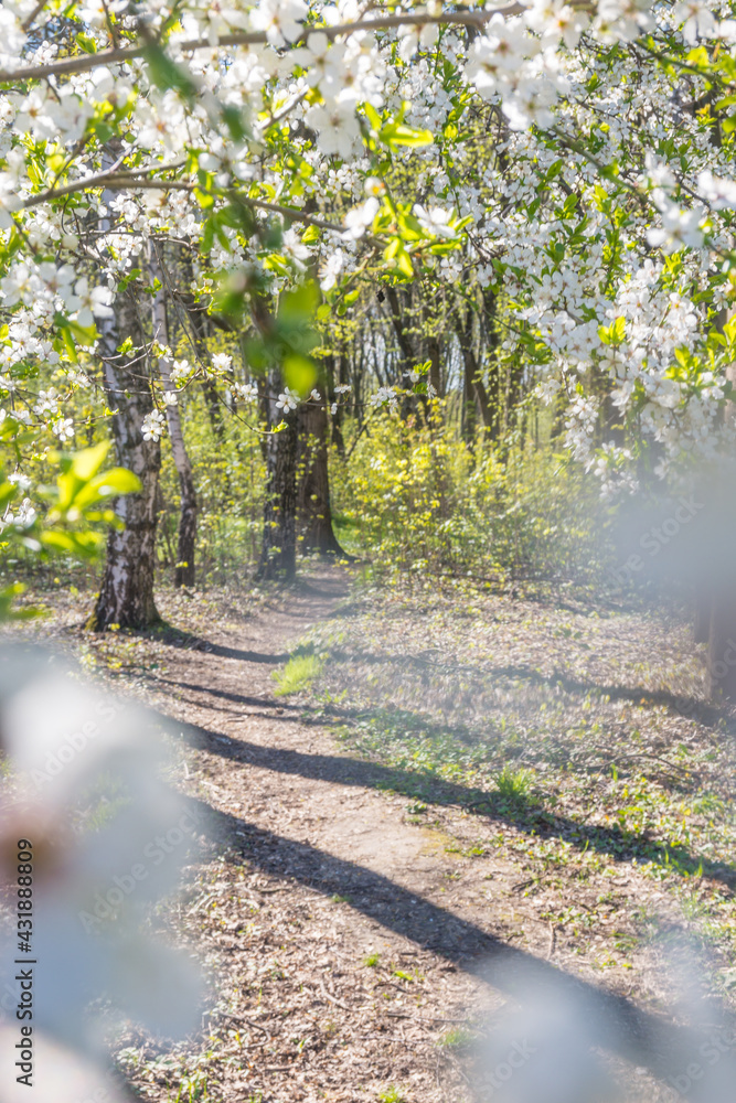 Fototapeta premium Lviv city spark in the early spring season