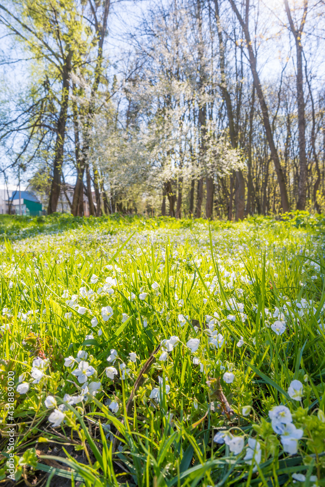 Obraz premium Lviv city spark in the early spring season