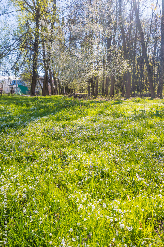 Obraz premium Lviv city spark in the early spring season