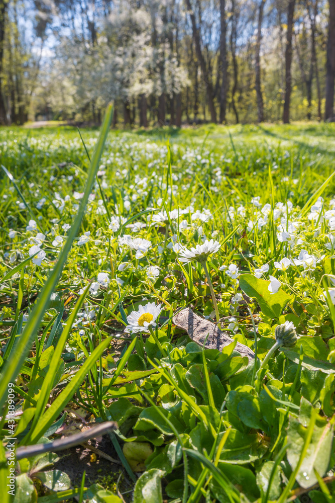 Obraz premium Lviv city spark in the early spring season