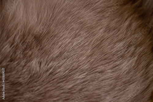 Grey cat fur closeup, gray animal fur texture, british short-hair cat fur closeup © voldemar_lemberg