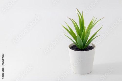 a artificial plant isolated on white background