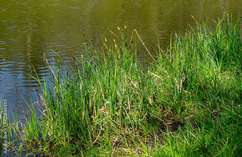 Gras Gras