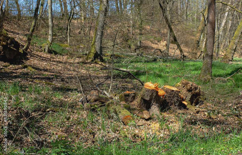 Baumstumpf