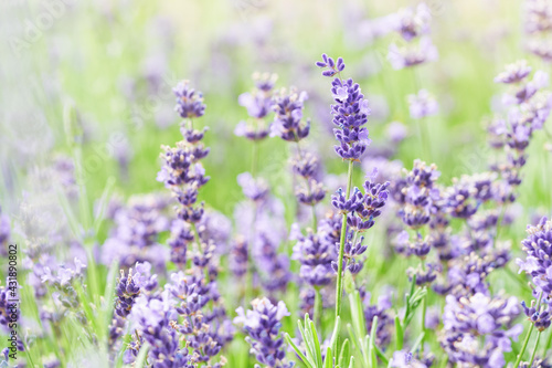 Lavender flower head close up. Bright green natural background. 