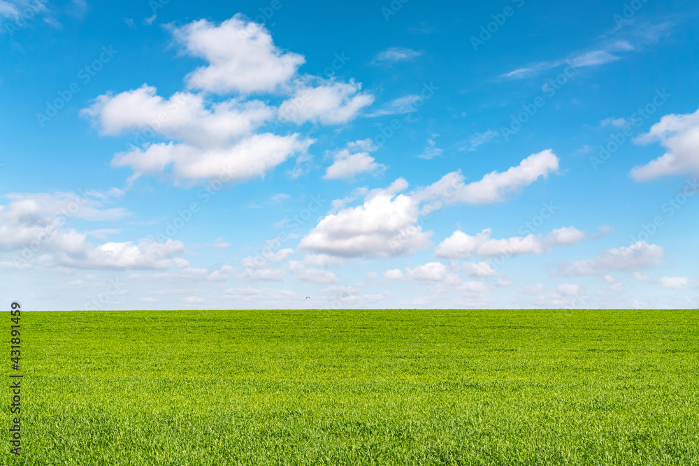 Landscape view of green grass on field isolated on white background Landscape view of green grass on field isolated on white background