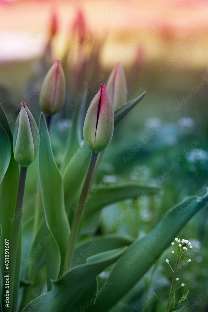 Tulip. Flower background. Flowers photo concept. Holidays photo concept. Tulip. Flower background. Flowers photo concept. Holidays photo concept.