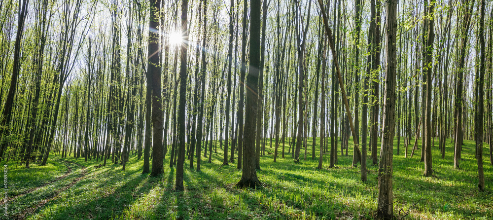 Fototapeta premium panorama spring forest trees. nature green wood sunlight backgrounds.