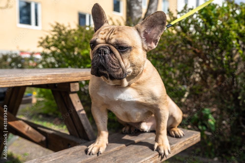 Beautiful adult french bulldog boy with big sad eyes. Portrait close up. Purebred light brown French Bulldog walking outdoors. Funny Pet healthy cute cheerful and friendly.