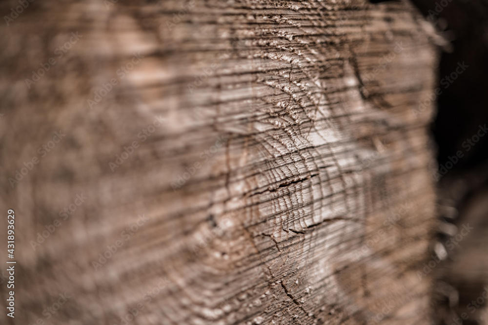 Fototapeta premium Baumstämme