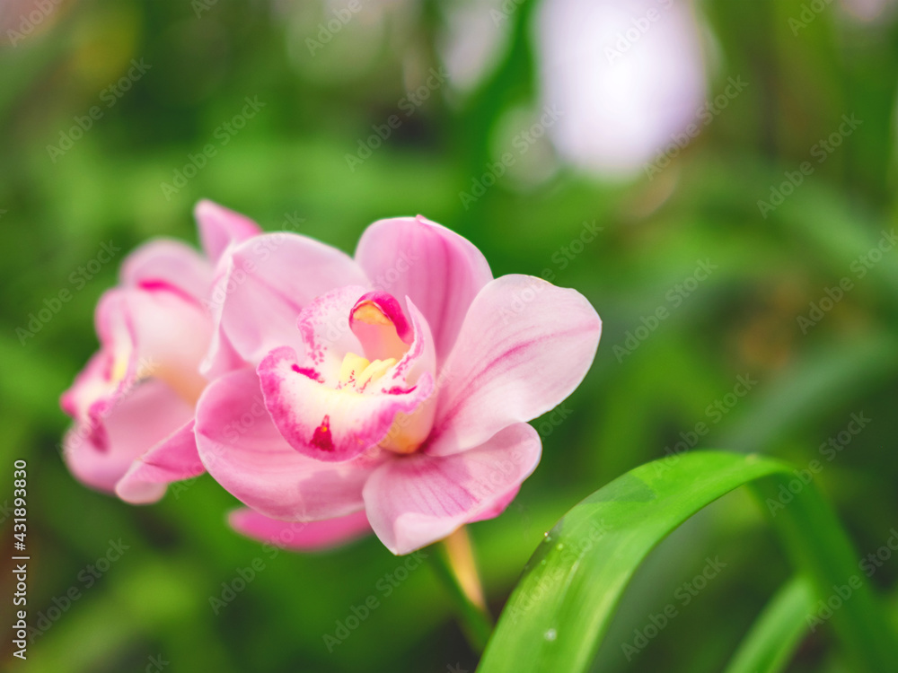 The beautiful flower of orchid in the botanical garden with the blurred background for your design. The beautiful flower of orchid in the botanical garden with the blurred background for your design.