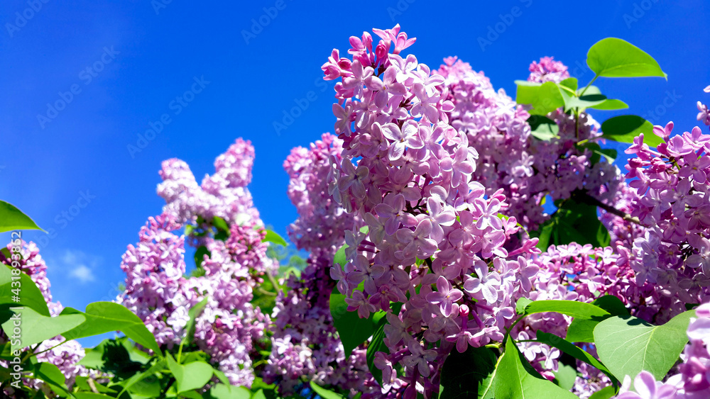 Purple branch of lilac on the background of a bright blue sky with rich green foliage Purple branch of lilac on the background of a bright blue sky with rich green foliage