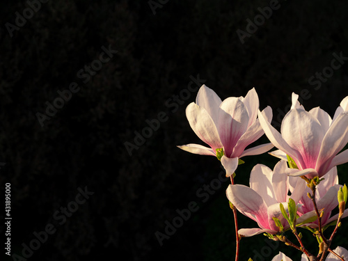 Magnolia tree branch with white purple blooming close up garden spring time  slightly moving blossom on a wind black background  floral nature dark moody card. Tender pink flowers petals in sunlight.