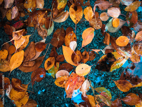 Herbstblätter im Wasse