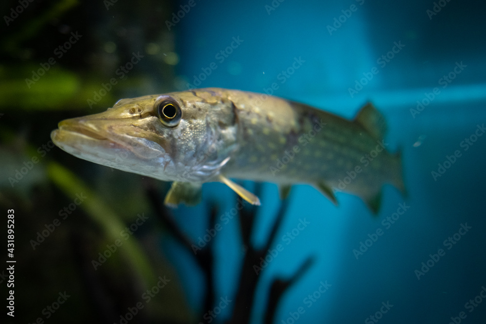 Pike in the river. Pike portrait. Underwater life. Pike in the river. Pike portrait. Underwater life.