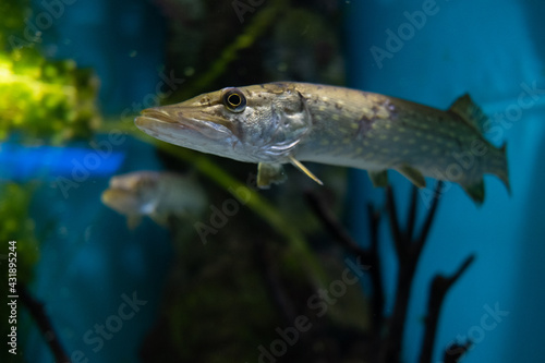 Pike in the river. Pike portrait. Underwater life.