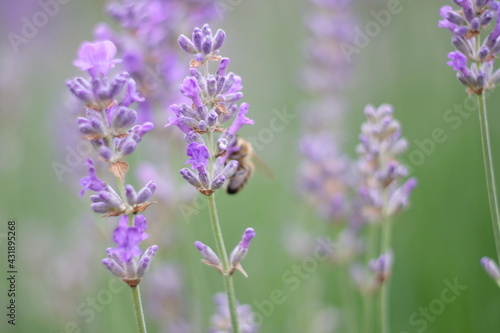 FU 2020-06-11 Bonn 954 Biene auf lila Blüte