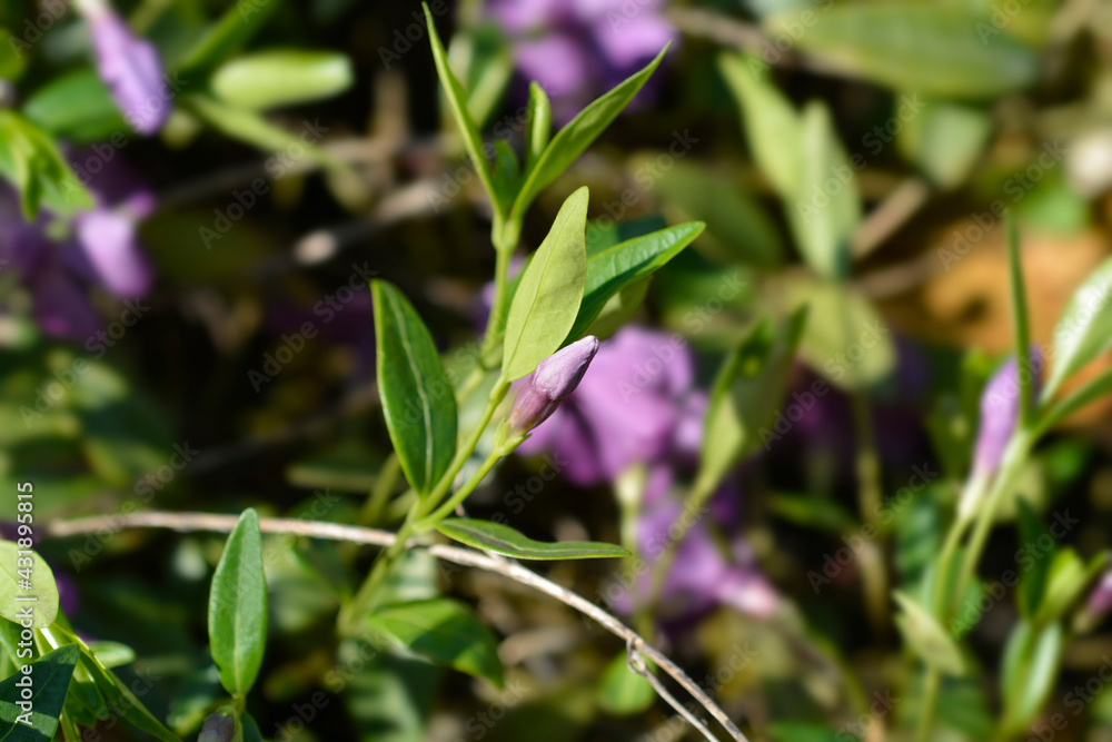 Lesser Periwinkle Atropurpurea Lesser Periwinkle Atropurpurea