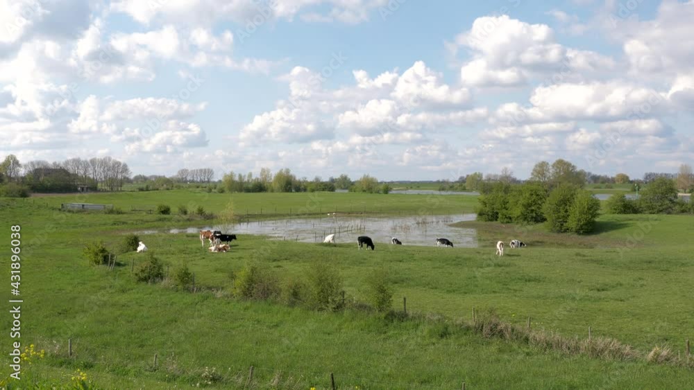 Black and white cows in Dutch landscape with cloudy sky and floodlands of river Rhine Black and white cows in Dutch landscape with cloudy sky and floodlands of river Rhine