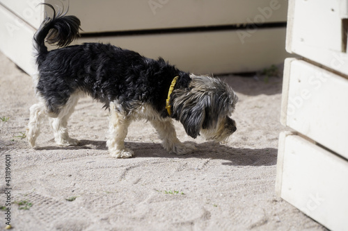 puppy among the tables of a beach bar. Vama Veche, Romania.