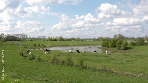 Black and white cows in Dutch landscape with cloudy sky and floodlands of river Rhine photo