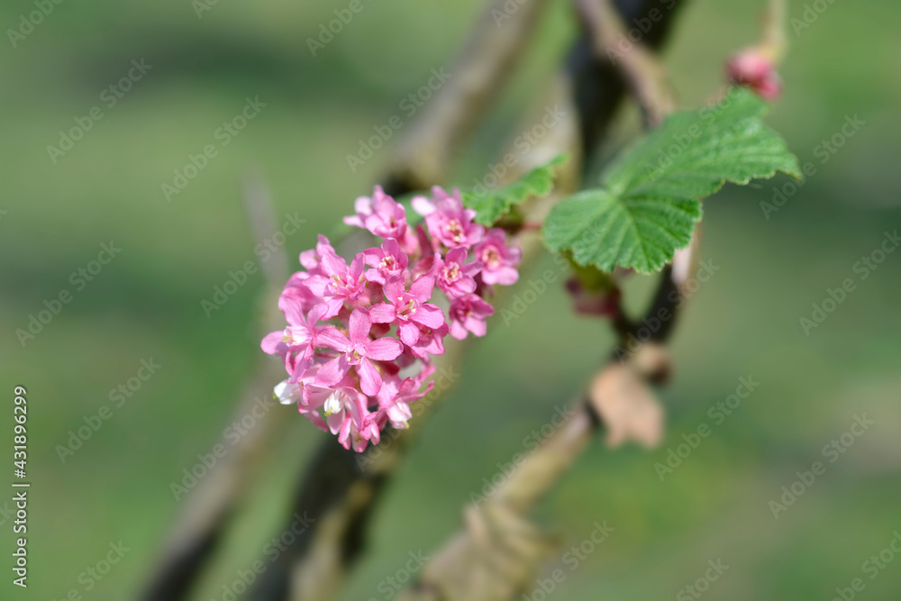 Flowering currant