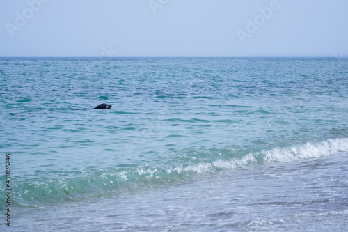 dog swimming in the sea. Vama Veche, Romania.