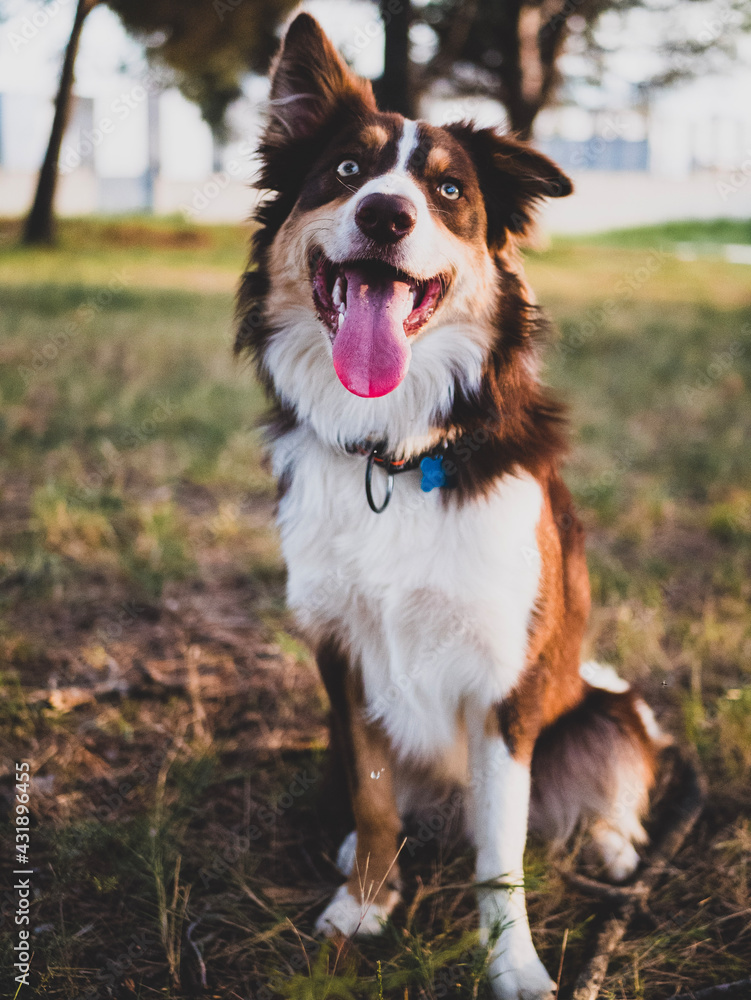 Border Collie of light brown, dark and white color.  Young man whose name is Archie, playing and posing in a forest.