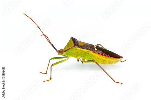 Wallpaper Mural Image of green legume pod bug(Hemiptera) on white background. Insect. Animal Torontodigital.ca