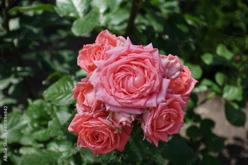 Bunch of pink flowers of roses in June Bunch of pink flowers of roses in June