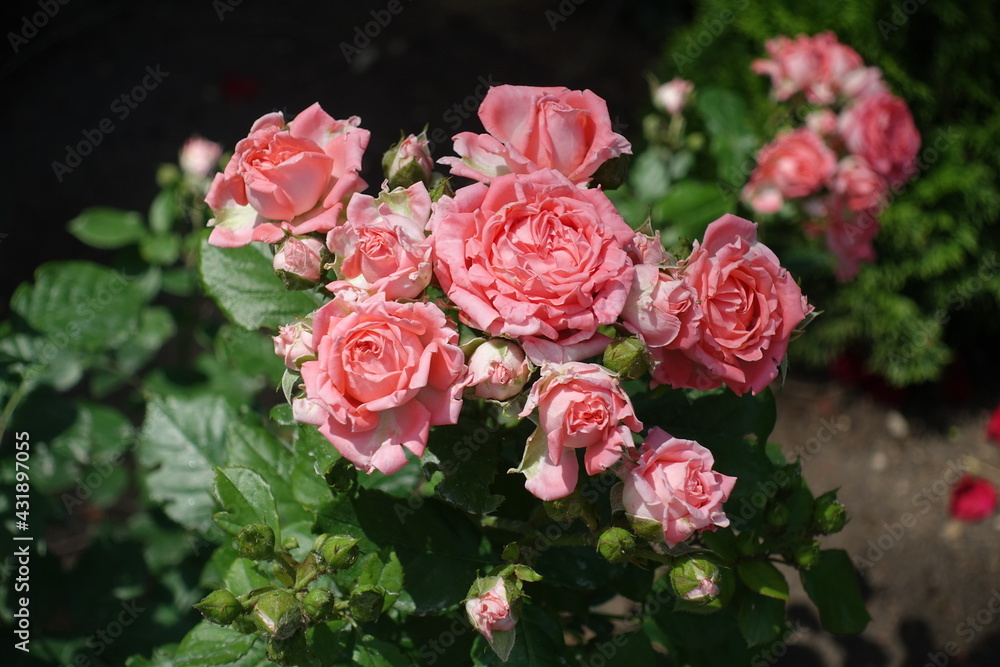 Many pink flowers of roses in June