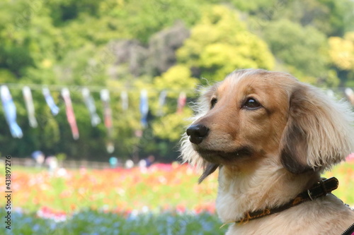 犬のポートレート　5月のポピー畑