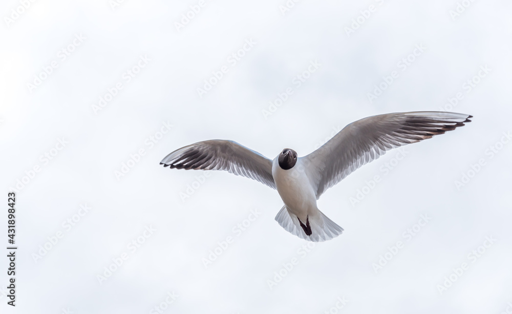 Obraz premium Black Headed Seagulls Flying at the Seaside