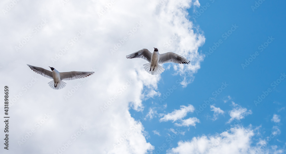 Black Headed Seagulls Flying at the Seaside Black Headed Seagulls Flying at the Seaside